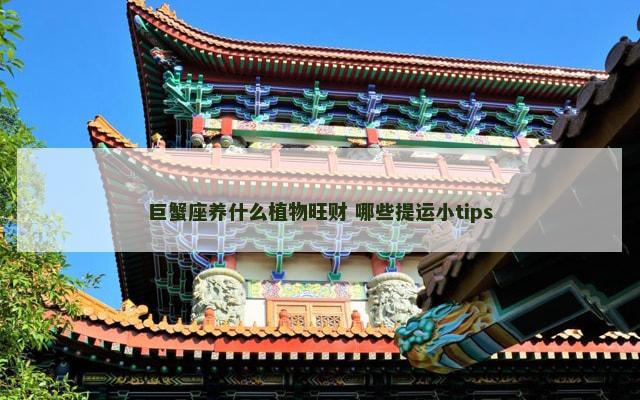巨蟹座养什么植物旺财 哪些提运小tips