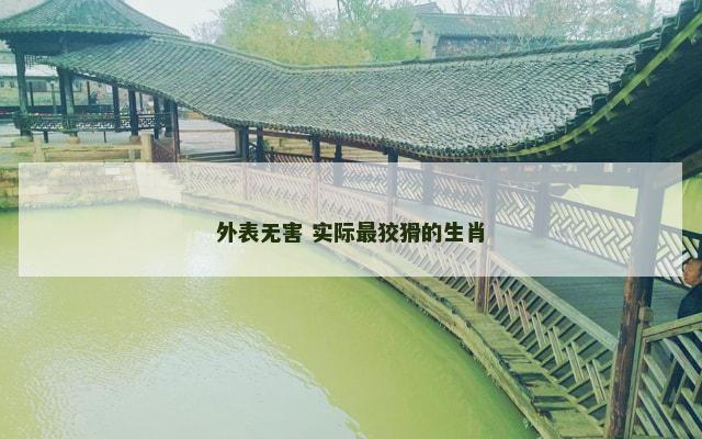 外表无害 实际最狡猾的生肖