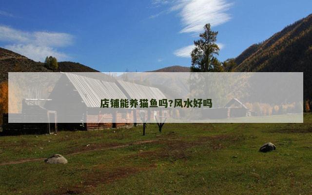 店铺能养猫鱼吗?风水好吗