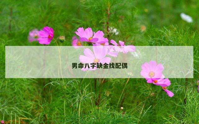 男命八字缺金找配偶