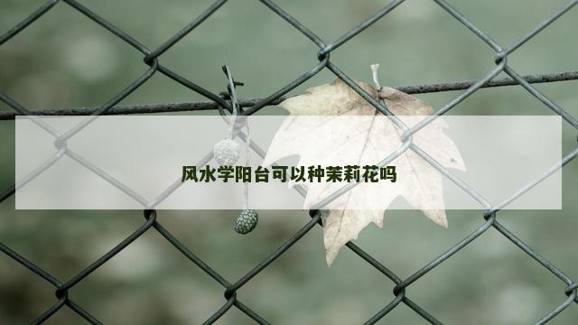 风水学阳台可以种茉莉花吗
