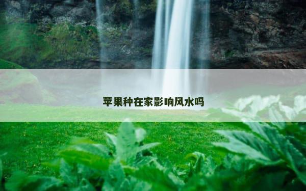 苹果种在家影响风水吗