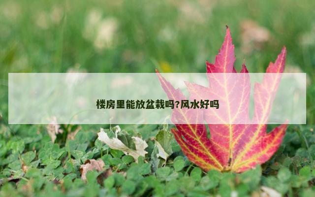 楼房里能放盆栽吗?风水好吗