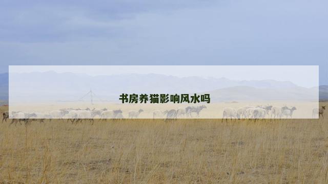 书房养猫影响风水吗