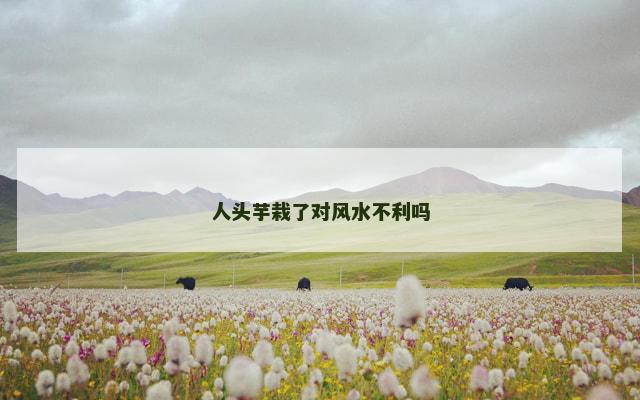 人头芋栽了对风水不利吗