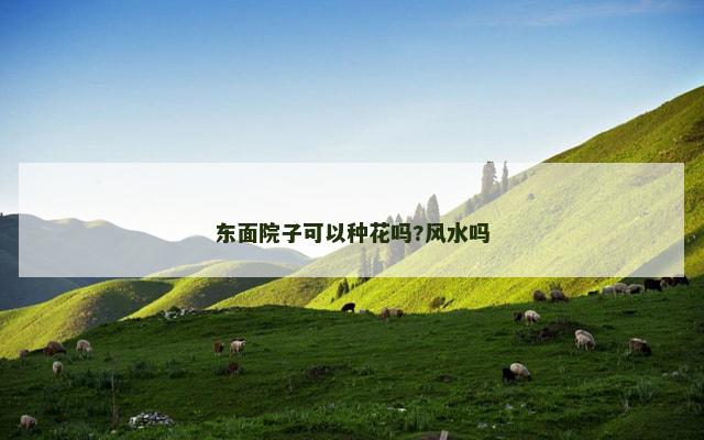 东面院子可以种花吗?风水吗
