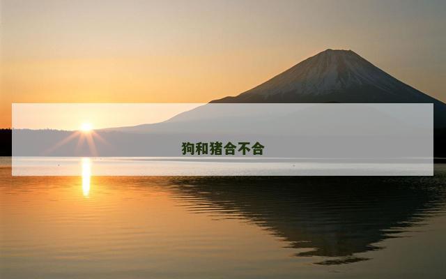 狗和猪合不合