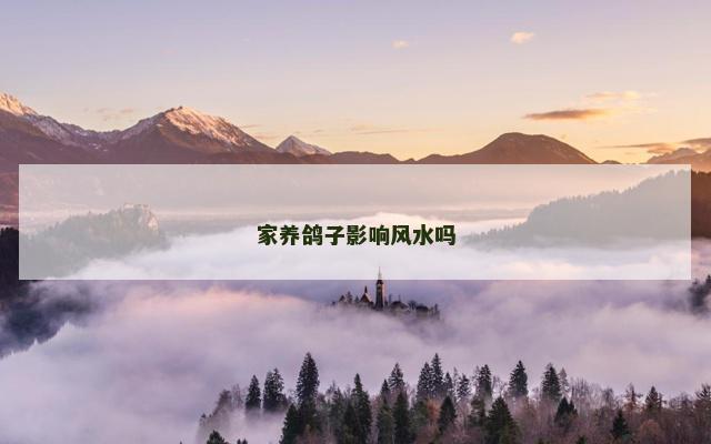 家养鸽子影响风水吗