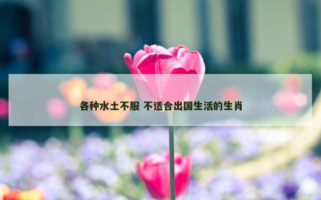 各种水土不服 不适合出国生活的生肖