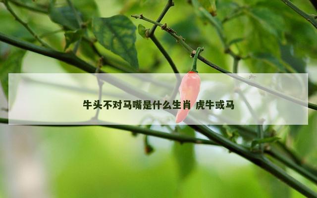 牛头不对马嘴是什么生肖 虎牛或马