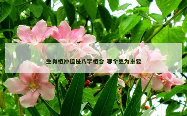 生肖相冲但是八字相合 哪个更为重要