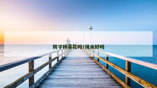 院子种茶花吗?风水好吗