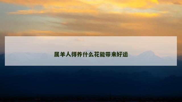 属羊人得养什么花能带来好运