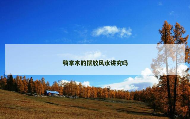 鸭掌木的摆放风水讲究吗