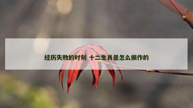 经历失败的时刻 十二生肖是怎么振作的