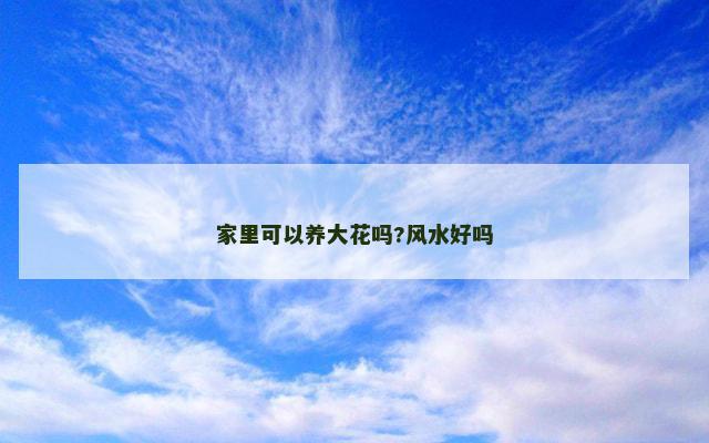 家里可以养大花吗?风水好吗