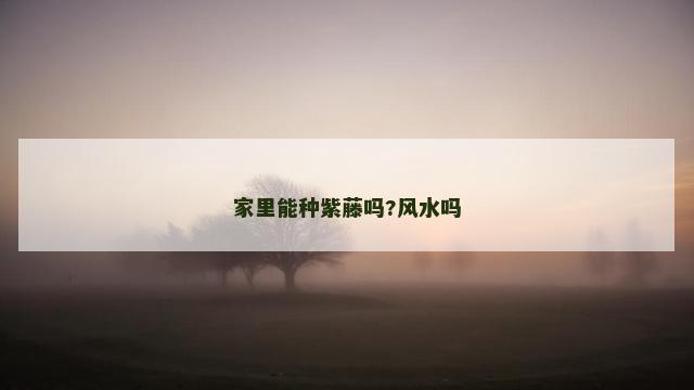 家里能种紫藤吗?风水吗