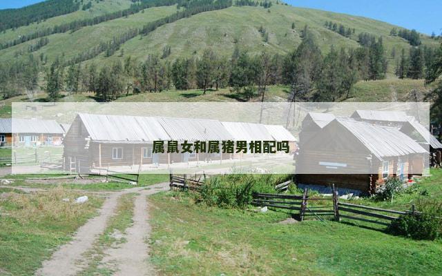 属鼠女和属猪男相配吗
