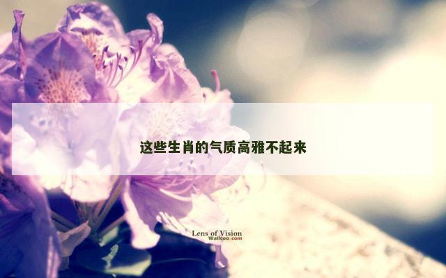这些生肖的气质高雅不起来