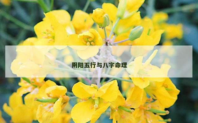 阴阳五行与八字命理