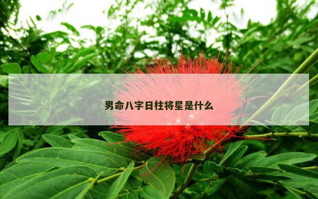 男命八字日柱将星是什么