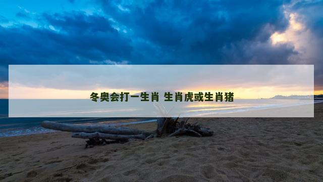 冬奥会打一生肖 生肖虎或生肖猪