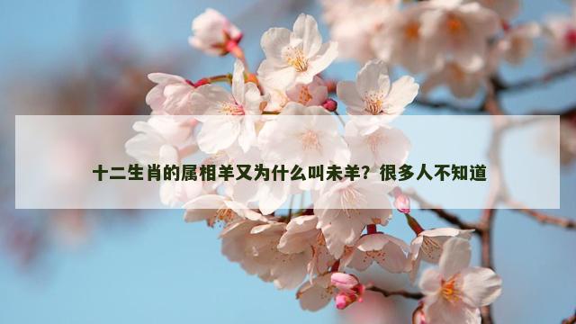 十二生肖的属相羊又为什么叫未羊？很多人不知道