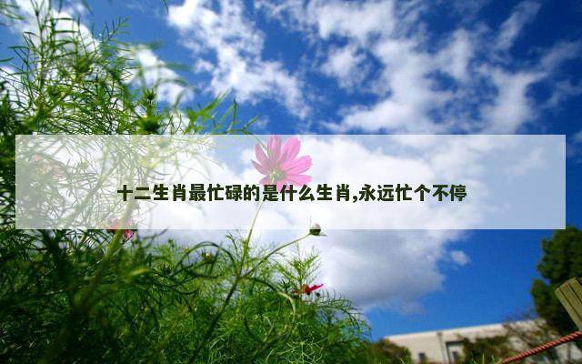十二生肖最忙碌的是什么生肖,永远忙个不停