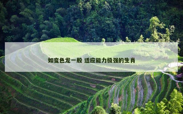 如变色龙一般 适应能力极强的生肖