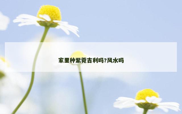 家里种紫菀吉利吗?风水吗