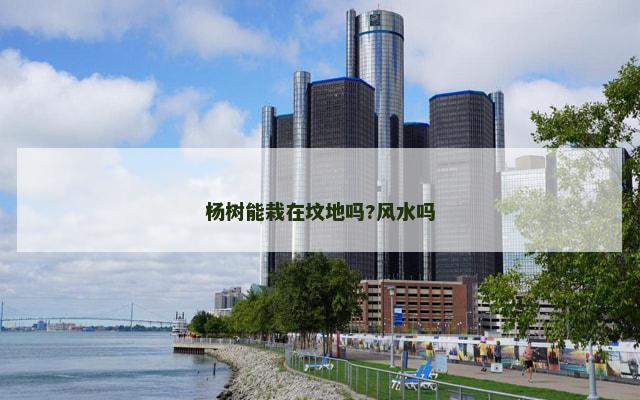 杨树能栽在坟地吗?风水吗
