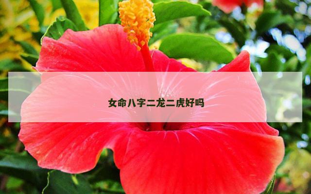 女命八字二龙二虎好吗