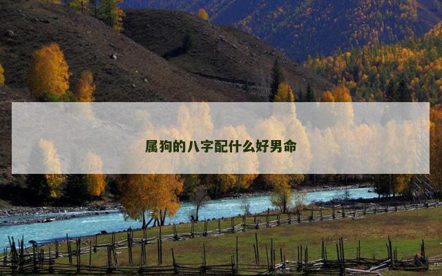 属狗的八字配什么好男命