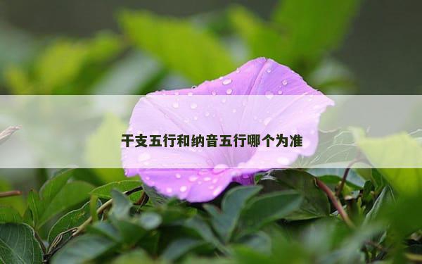 干支五行和纳音五行哪个为准
