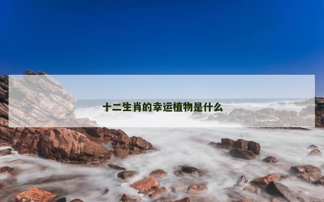 十二生肖的幸运植物是什么
