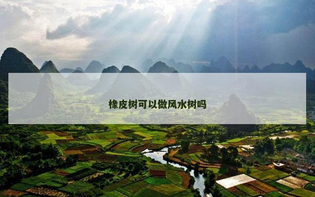 橡皮树可以做风水树吗