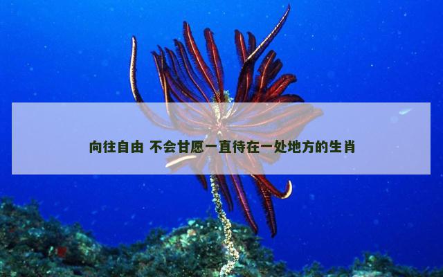 向往自由 不会甘愿一直待在一处地方的生肖
