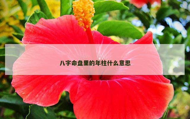 八字命盘里的年柱什么意思