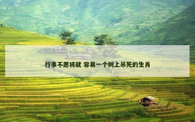 行事不愿将就 容易一个树上吊死的生肖