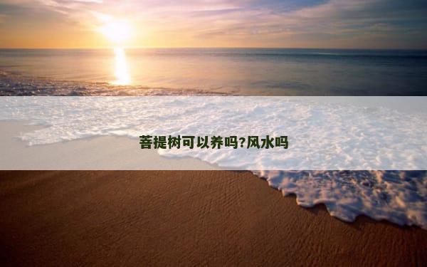 菩提树可以养吗?风水吗