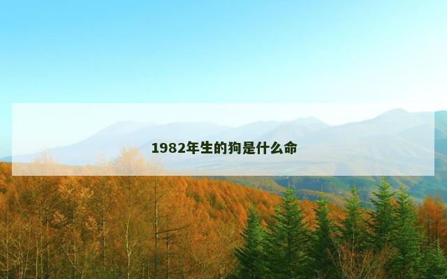 1982年生的狗是什么命