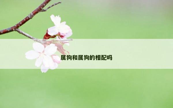 属狗和属狗的相配吗