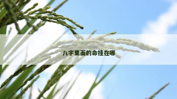 八字里面的命挂在哪