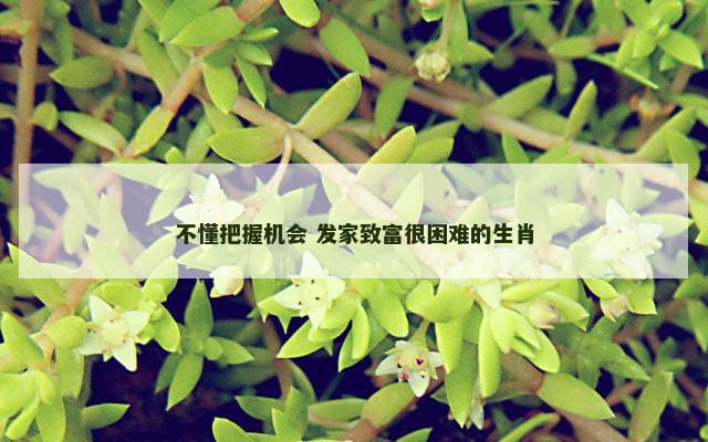 不懂把握机会 发家致富很困难的生肖