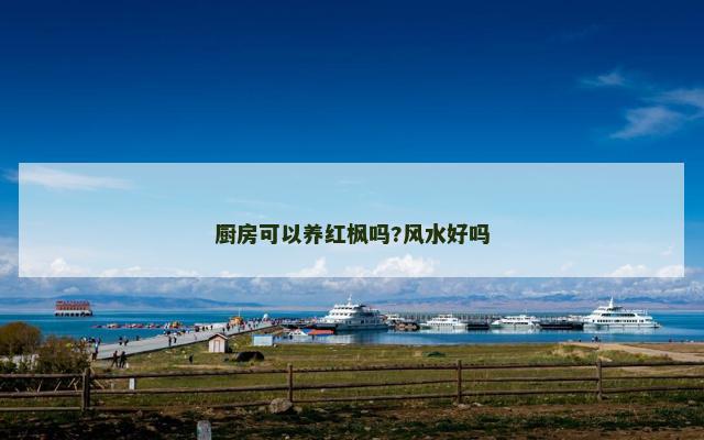 厨房可以养红枫吗?风水好吗