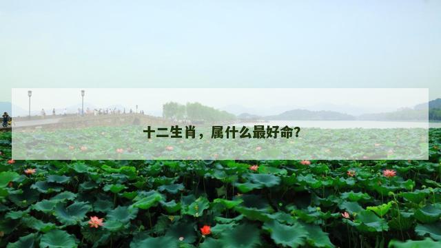 十二生肖，属什么最好命？