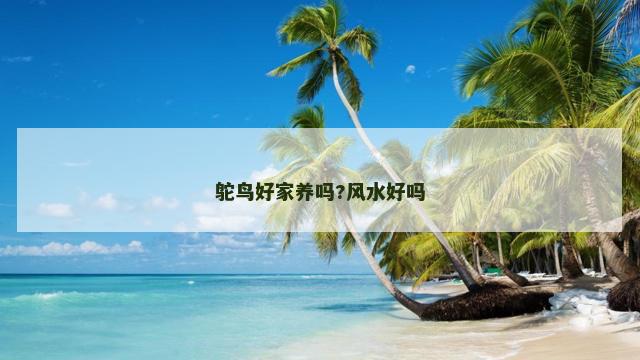 鸵鸟好家养吗?风水好吗