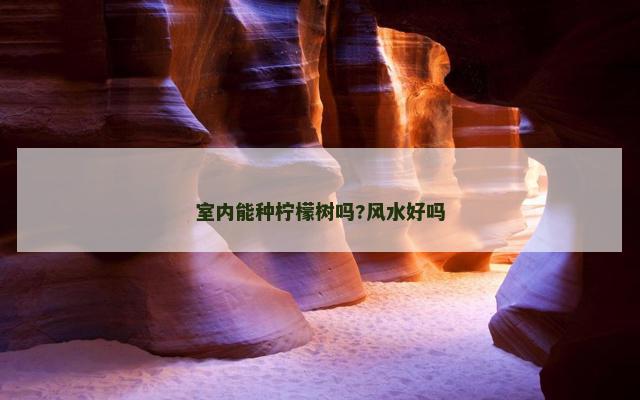 室内能种柠檬树吗?风水好吗