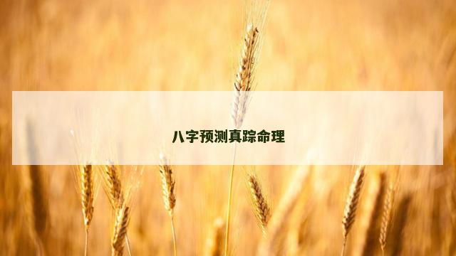 八字预测真踪命理