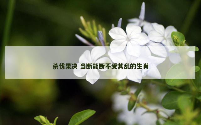 杀伐果决 当断能断不受其乱的生肖